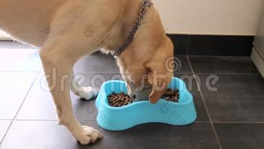 甜的黄色拉布拉多猎犬从碗里吃狗粮。 宠物在家享受。 美丽的饥饿的狗吃食物。